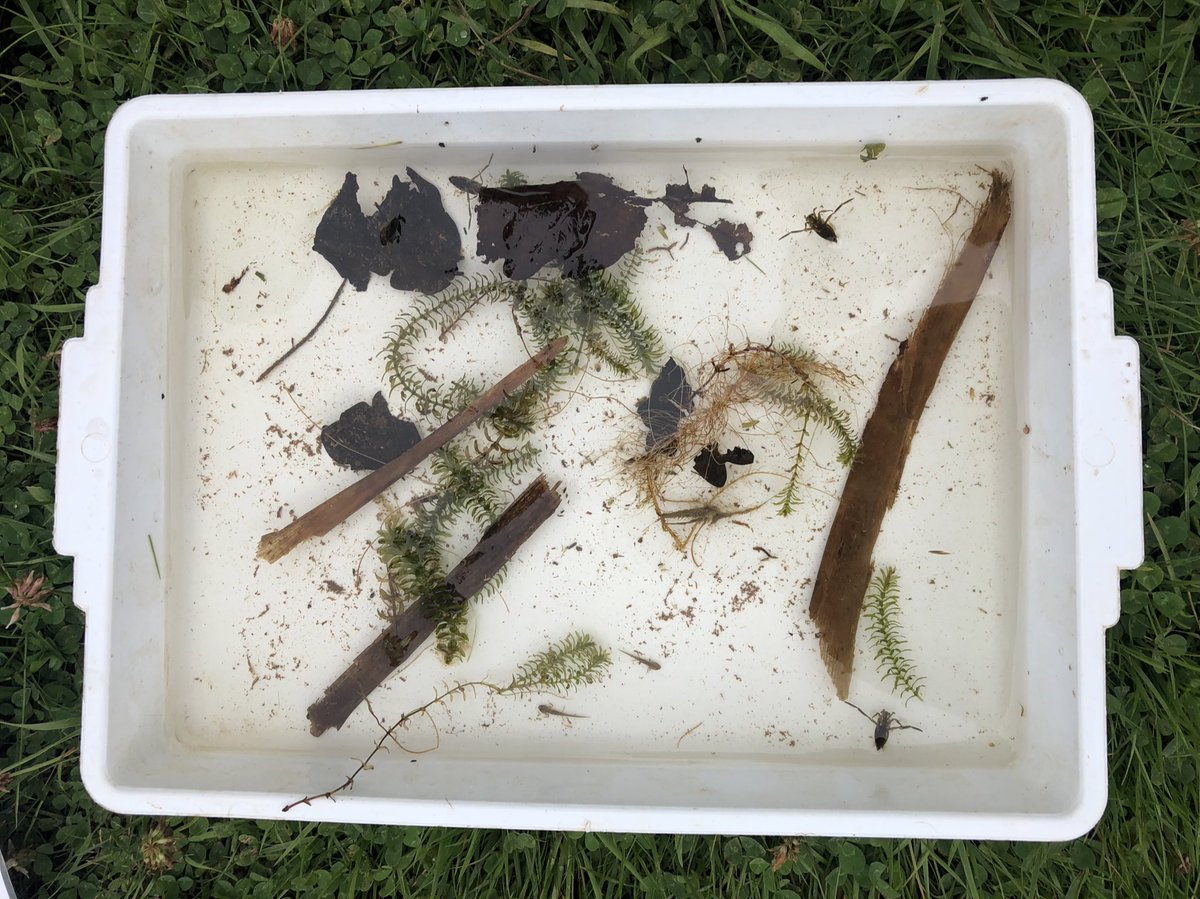 GillReads's tweet photo. Brilliant day out with our second cohort of #NextdoorNature Pioneers at Muiravonside Country Park 🦋🪲🐞 https://t.co/sf2b61hU3x