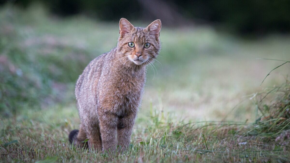 le_Parisien's tweet photo. Comment l’Australie va éradiquer six millions de chats sauvages grâce à des «robots tueurs»
➡️ https://t.co/pOA4mXVkFG https://t.co/FtJcM3TAan