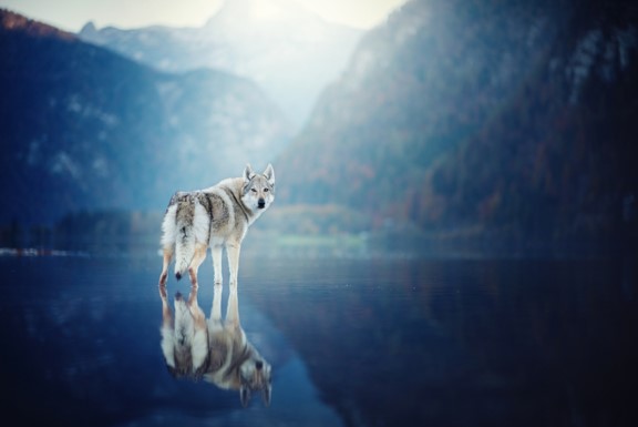 Strat4Enviro's tweet photo. Have you heard the wolf cry to the blue corn moon🌚 - https://t.co/NXOVL9Tr2l https://t.co/H9te1LLZYv