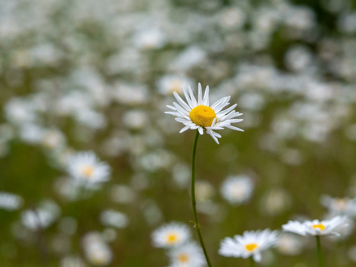 StIvesPhotoClub's tweet photo. As part of our summer programme, #SIPC visited RSPB Ouse Fen in Needingworth #StIves #SIPC #StIves #Cambridgeshire #photoclub #stivesphotoclub #DaisyPatch Photo courtesy of Brian Sibley. https://t.co/vYjAoI7Ml2
