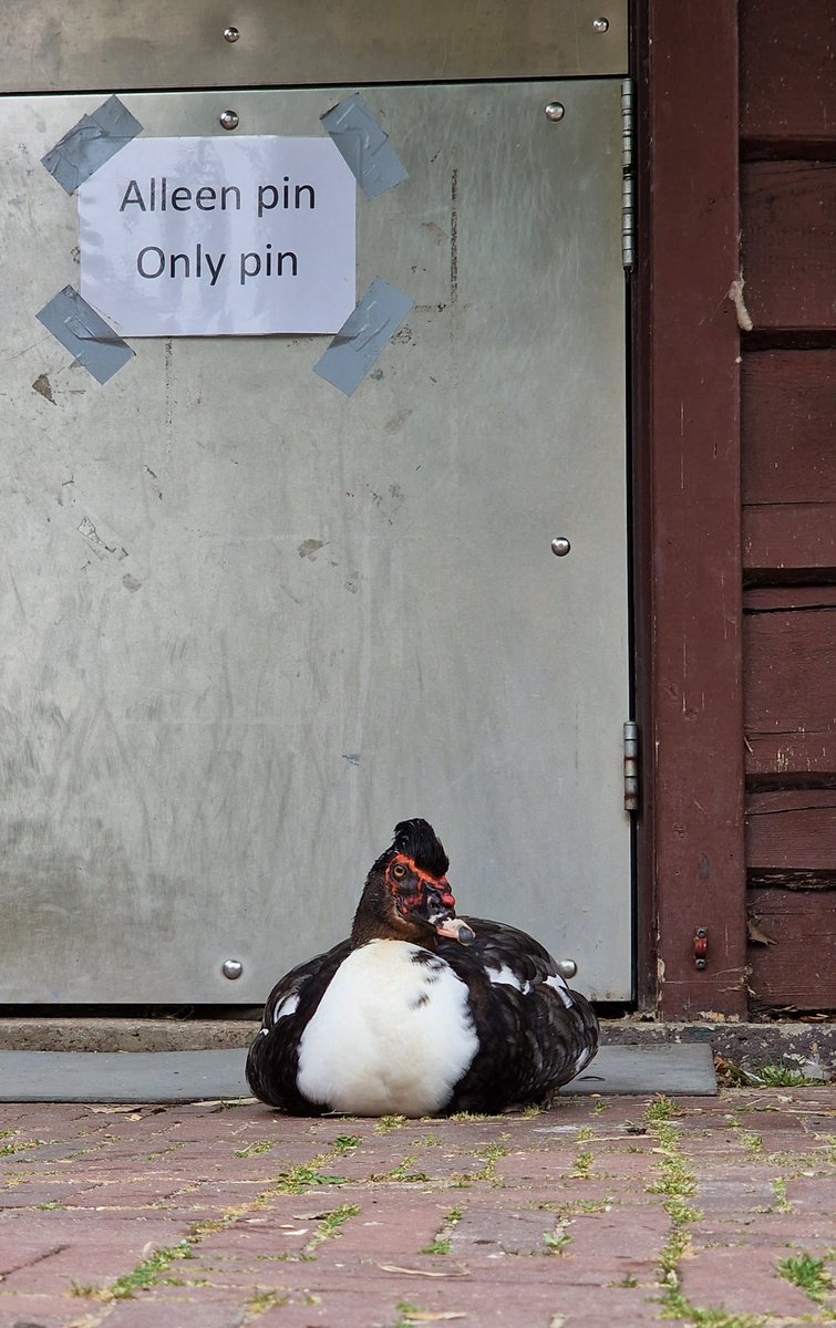 #muskuseend #muscovyduck #rembrandtpark #amsterdam #mobilephotography #nofilter #birds #vogels #birdlover #birdphotography #animalphotography #birdsofinstagram #dailybird🐦