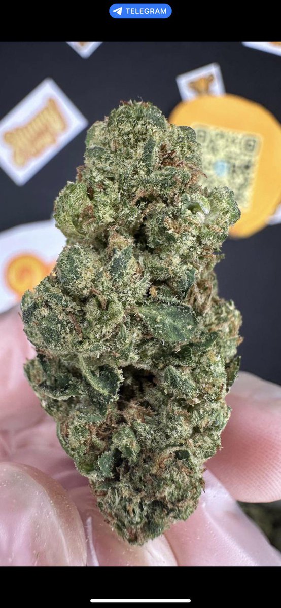 WriteWeed's tweet photo. Gmo star #PPP #StonerFam #PuffPuffPas #CannabisCommunity #WriteWeed https://t.co/T8qGMRYqN4
