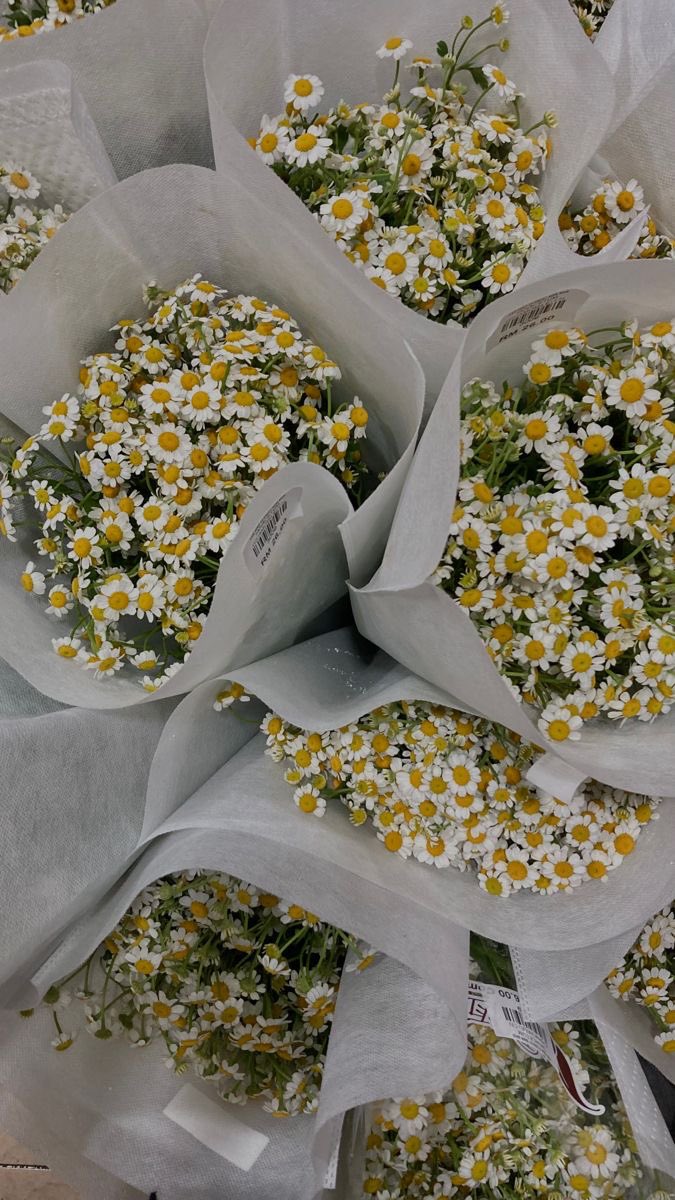 daisies