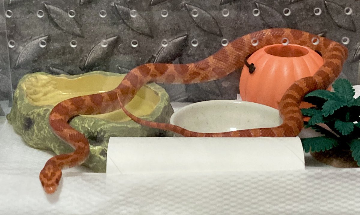 軟糖現在真是長了好多！剛吃飽拍起來更大條了🥺