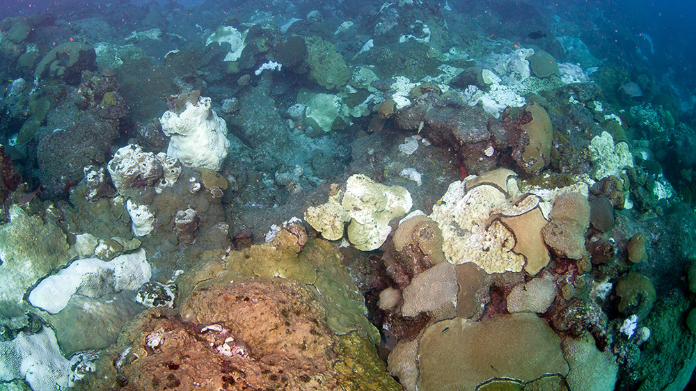 NOAACoral's tweet photo. 🥵🌡️ Much of the global ocean is currently undergoing a #MarineHeatwave. Learn more about the impacts to #CoralReefs from this interview with @CoralReefWatch Director, Dr. Derek Manzello:
https://t.co/rmtGVKgrJJ
@NOAASatellites @NOAA_AOML https://t.co/vT1SvgHFKm