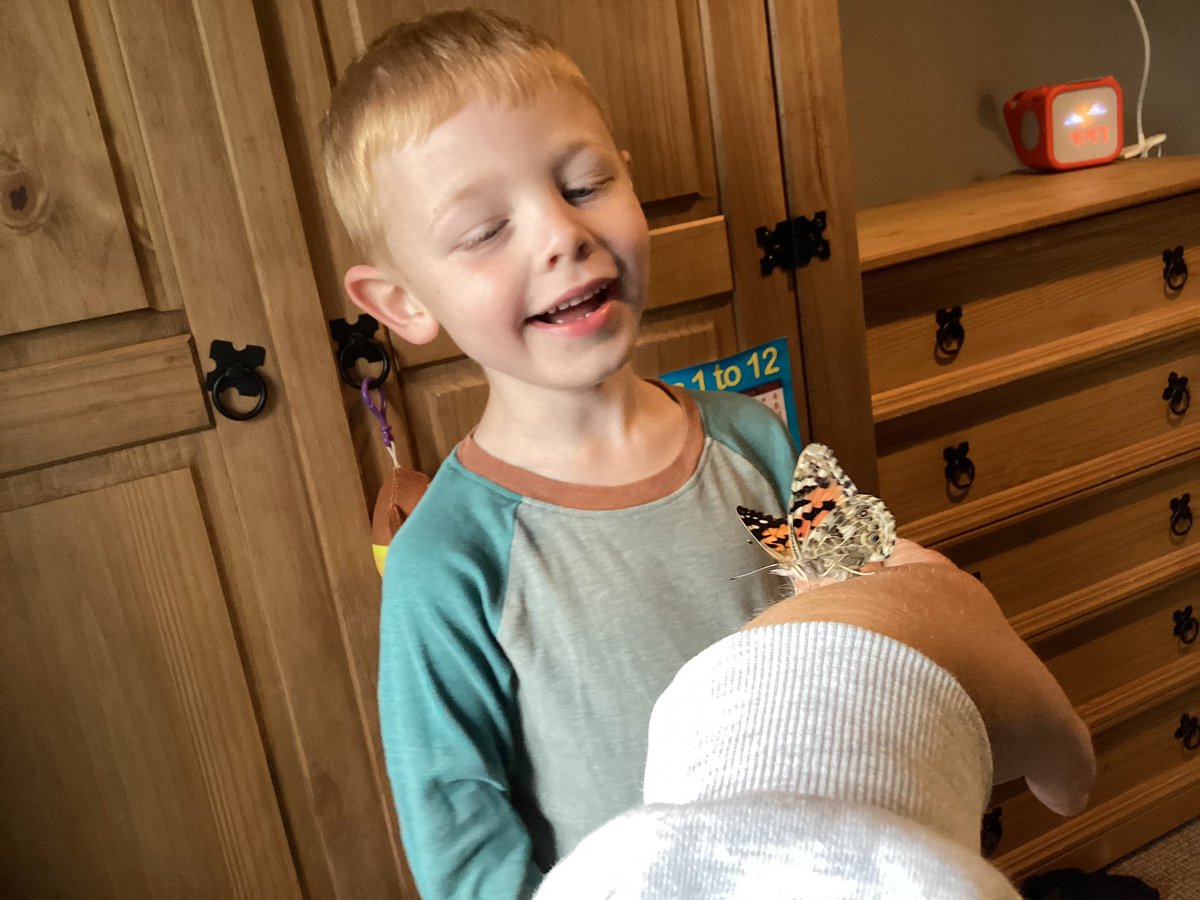 Having a great time looking after our butterflies we need a sunny day now to let them free @InsectLoreEU  <a href="/BG_Hares/">Hares @ Burton Green Primary School</a>