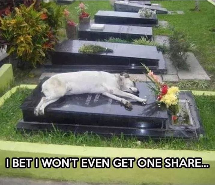 For the past 6 years, a dog named Capitan has slept in the grave of his owner every night. His owner, Miguel Guzman died in 2006 and Capitan dissapeared shortly after the family attended the funeral services. They searched everywhere and put out flyers to try and find him. But no
