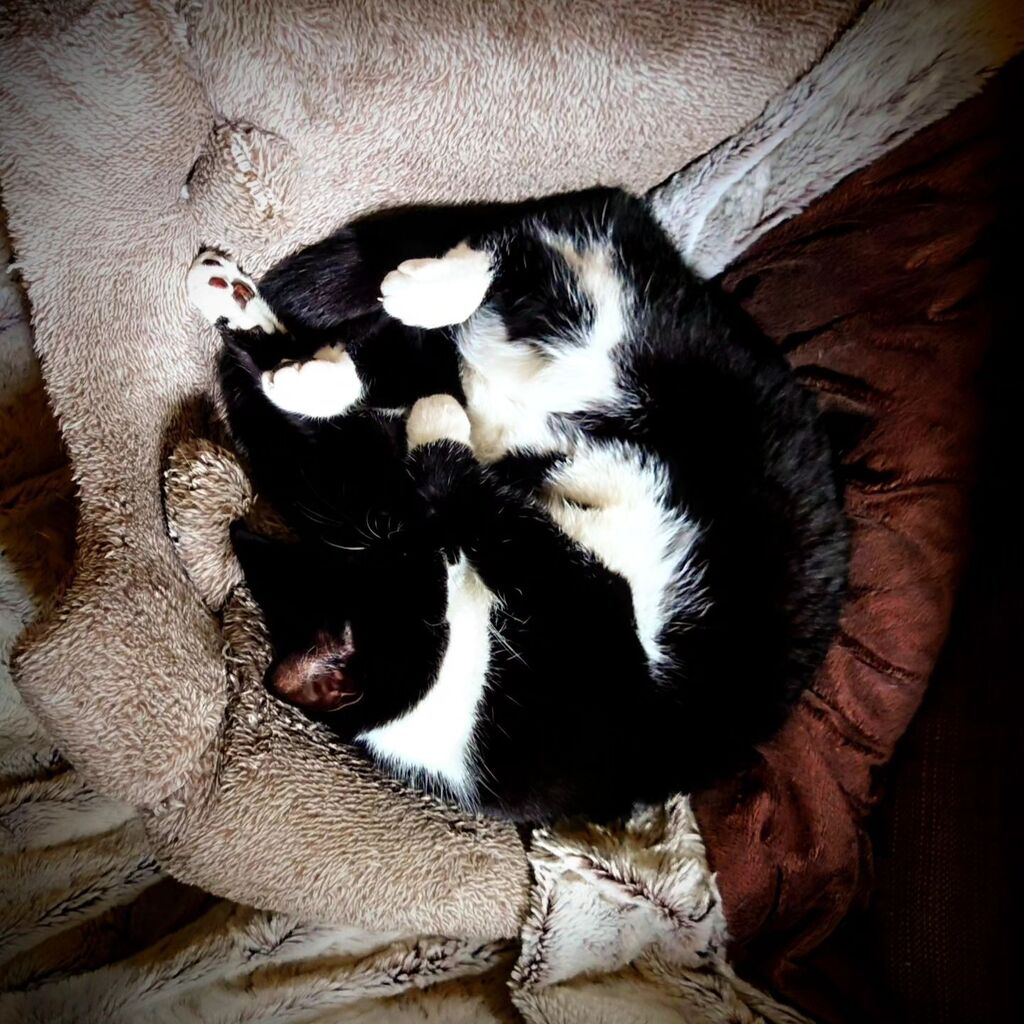 nigeljohnwade's tweet photo. Pearl, doing her best impression of a celestial body bending space time.
#catsofinstagram #cat #sleep https://t.co/SAMH92zXDa https://t.co/UClXWvGLID