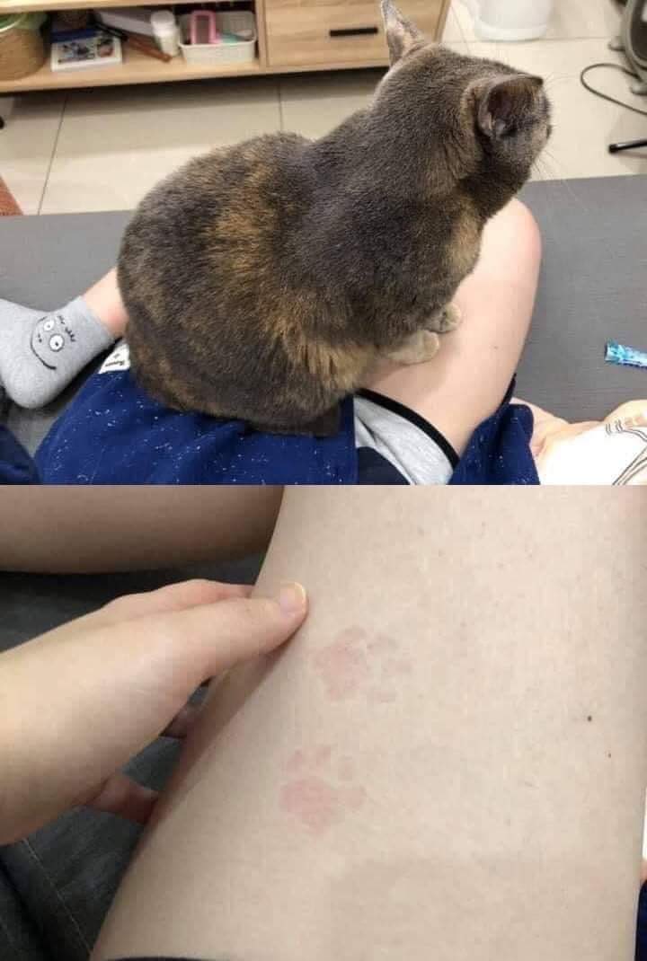 Why you should have a cat (@shouldhavecat) on Twitter photo 