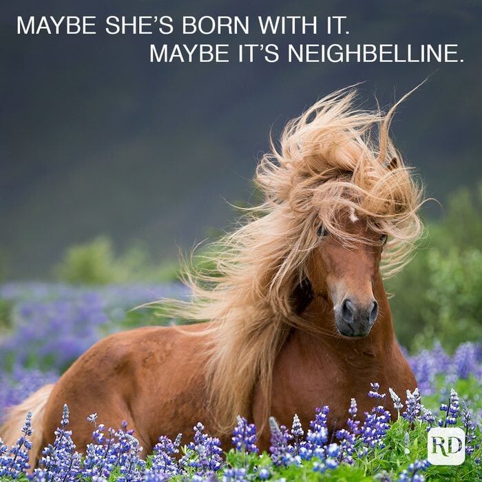 Here’s hoping your Friday is full of this level of confidence. #FridayFun #HorseMemes #PetMemes