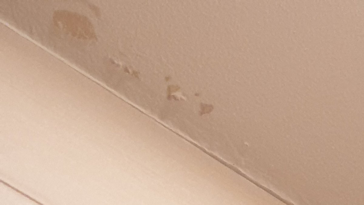 klisowska_ma's tweet photo. @kurna_borek @JPomorze 🤔 to może lekcja od wiewióra się przyda... 🤔 co tam remont! mech, liście i luzik... 🙃🙄 (też odraczam temat "remont tuż-tuż"... ale sąsiad nie ułatwia🙄😰 https://t.co/tdEmhIkWKQ
