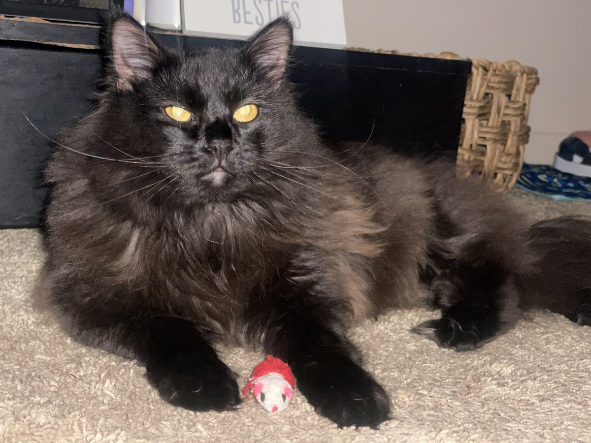 ehastingss's tweet photo. When the vet told me she’s just a domestic medium haired cat… i swear I got a mini Maine Coon!!!! https://t.co/sBbaJdGtj2