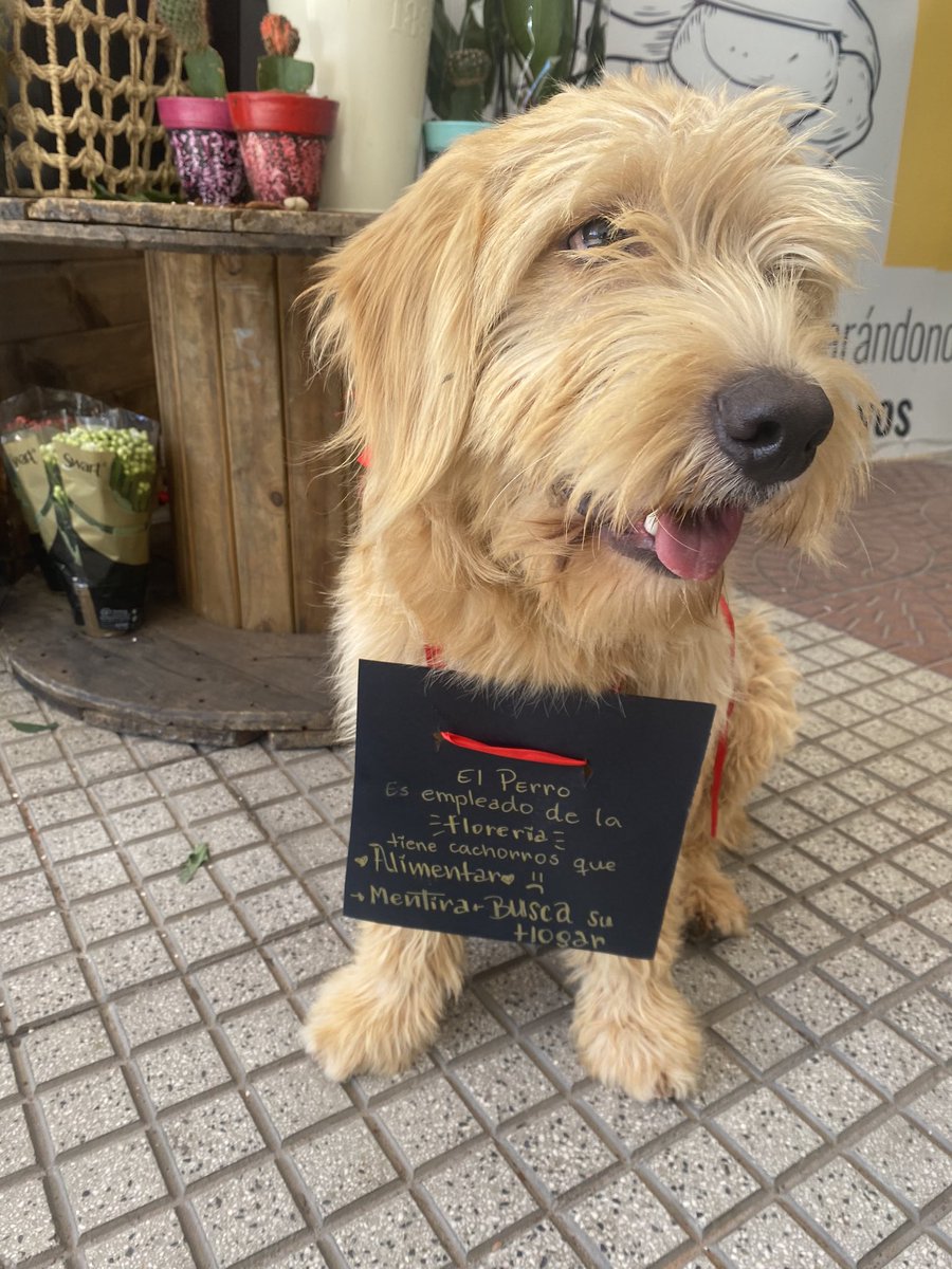 mdmem_'s tweet photo. Busca a sus dueños, rt por fa, retenido en la florería frente a la entrada del Shopping Mcal, edificio viejo @edithortizg @jazgaleanopy @Ref_AdriMoreira @refuasis @oscar_marandu @menchibarriocan @Santula https://t.co/auPGYWIWk4