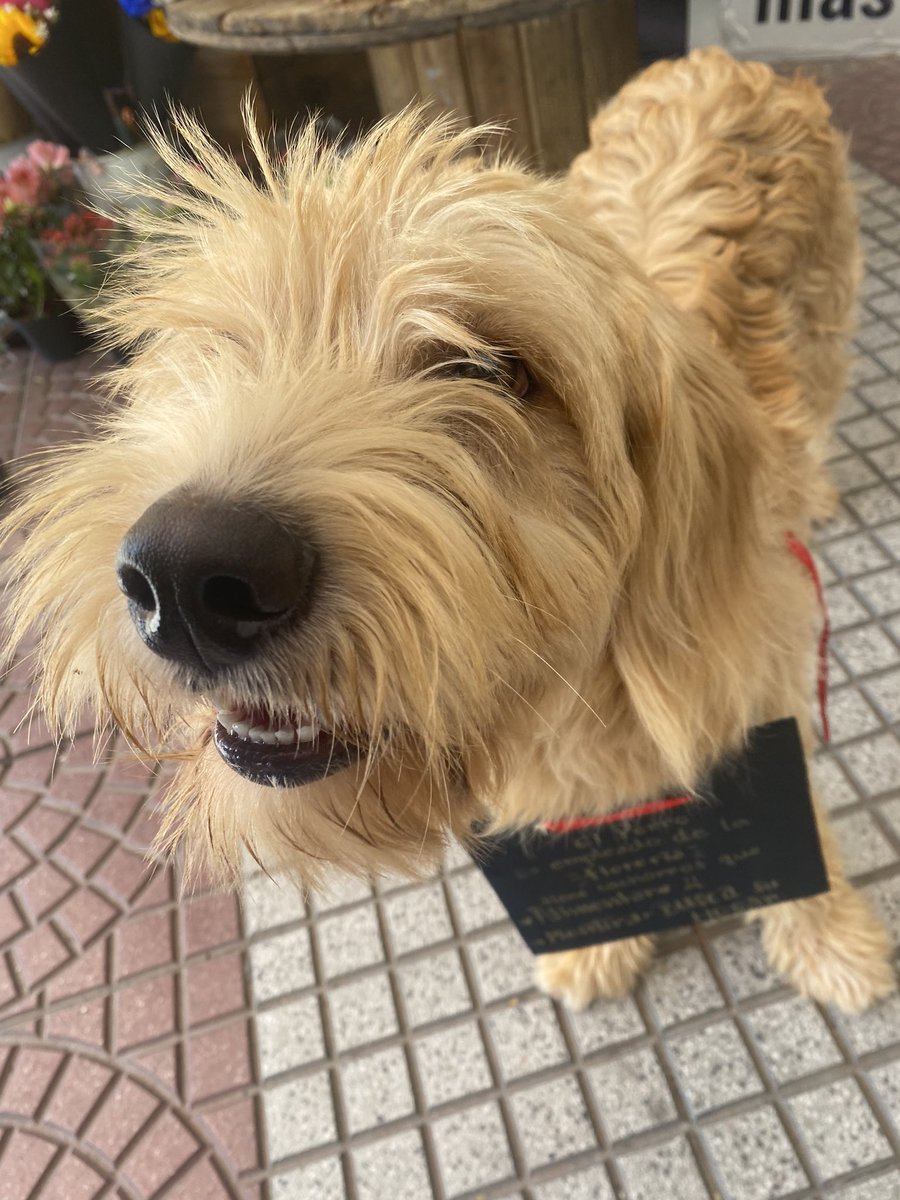 mdmem_'s tweet photo. Busca a sus dueños, rt por fa, retenido en la florería frente a la entrada del Shopping Mcal, edificio viejo @edithortizg @jazgaleanopy @Ref_AdriMoreira @refuasis @oscar_marandu @menchibarriocan @Santula https://t.co/auPGYWIWk4