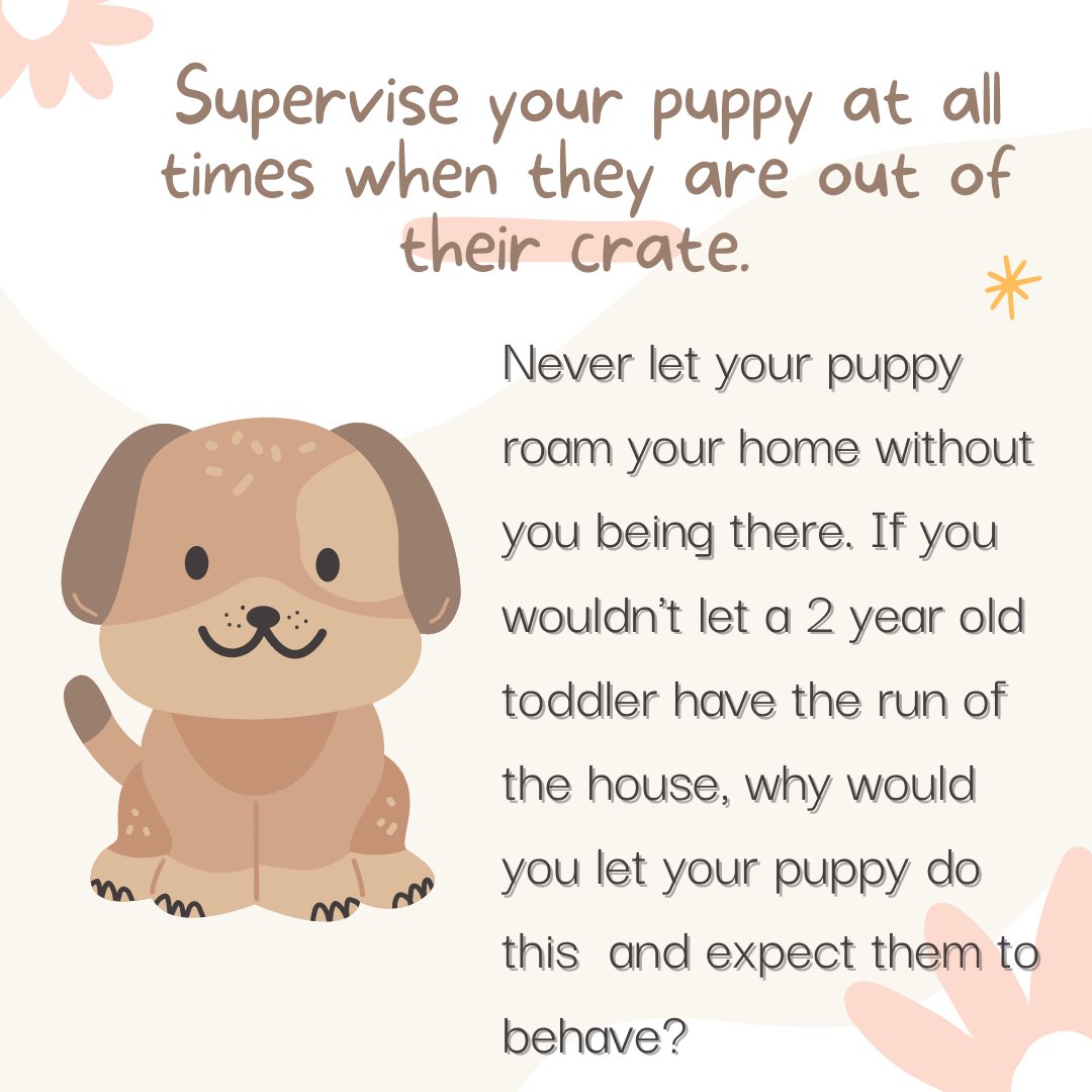 DogTrainerMiami's tweet photo. https://t.co/MUgDGR1hHL