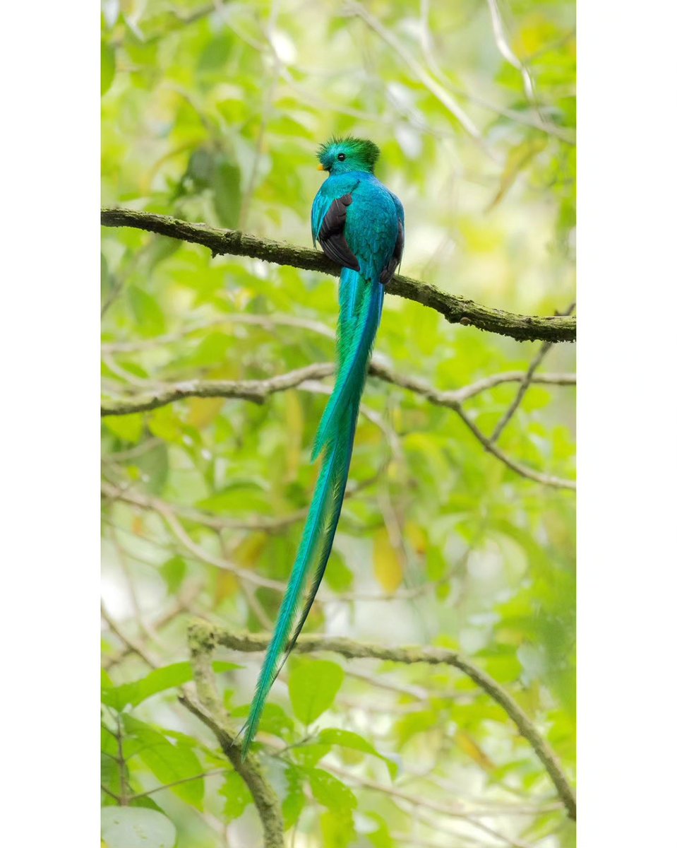 The CCPC (@theccpc) on Twitter photo Beautiful shot of a Quetzal by <a href="/zachbaranowski/">Zach Baranowski</a>!
"In the last section of my second hike of the day I heard a familiar sound, a male resplendent quetzal calling for a mate somewhere behind me."
Swipe to see it's magnificent tail feathers!
#birds #quetzals #wildlifephotography Beautiful shot of a Quetzal by <a href="/zachbaranowski/">Zach Baranowski</a>!
"In the last section of my second hike of the day I heard a familiar sound, a male resplendent quetzal calling for a mate somewhere behind me."
Swipe to see it's magnificent tail feathers!
#birds #quetzals #wildlifephotography