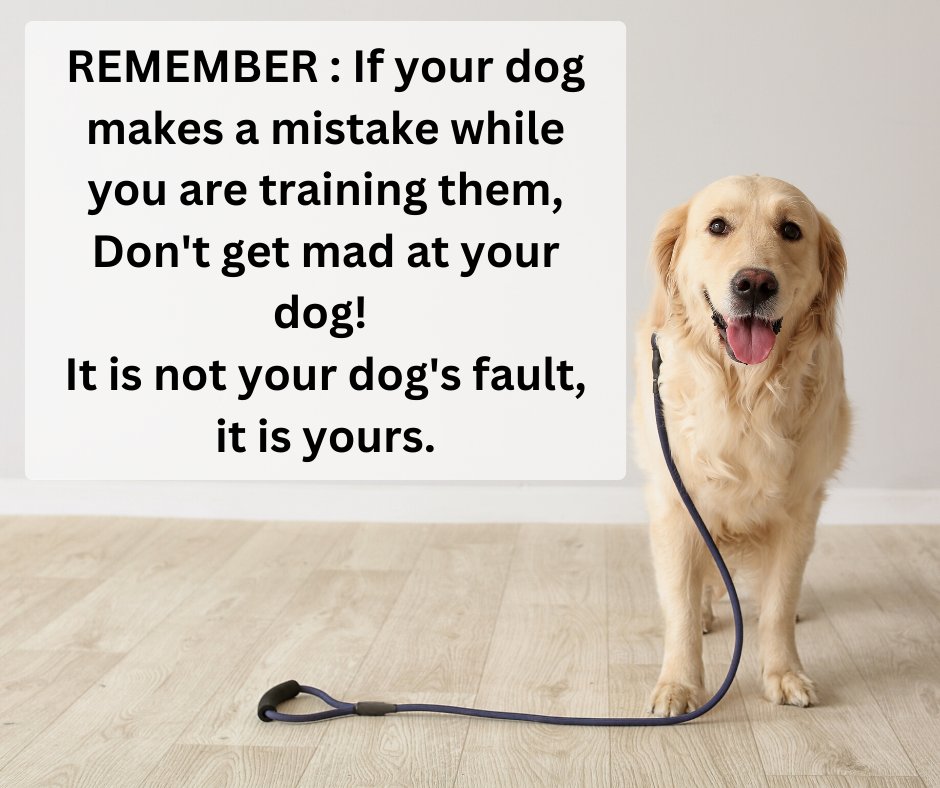 DogTrainerMiami's tweet photo. https://t.co/1WmY40sRG5