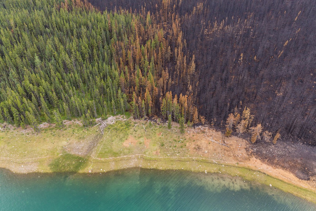 JasperNP's tweet photo. #FireTalkFriday🔥 What's the difference between fire hazard and fire danger? Fire hazard describes the amount of fuel 🌲 on the landscape, while fire danger explains how: 
• easily a fire could start 
• difficult it would be to manage 
• long a fire might burn https://t.co/osVR393hnz