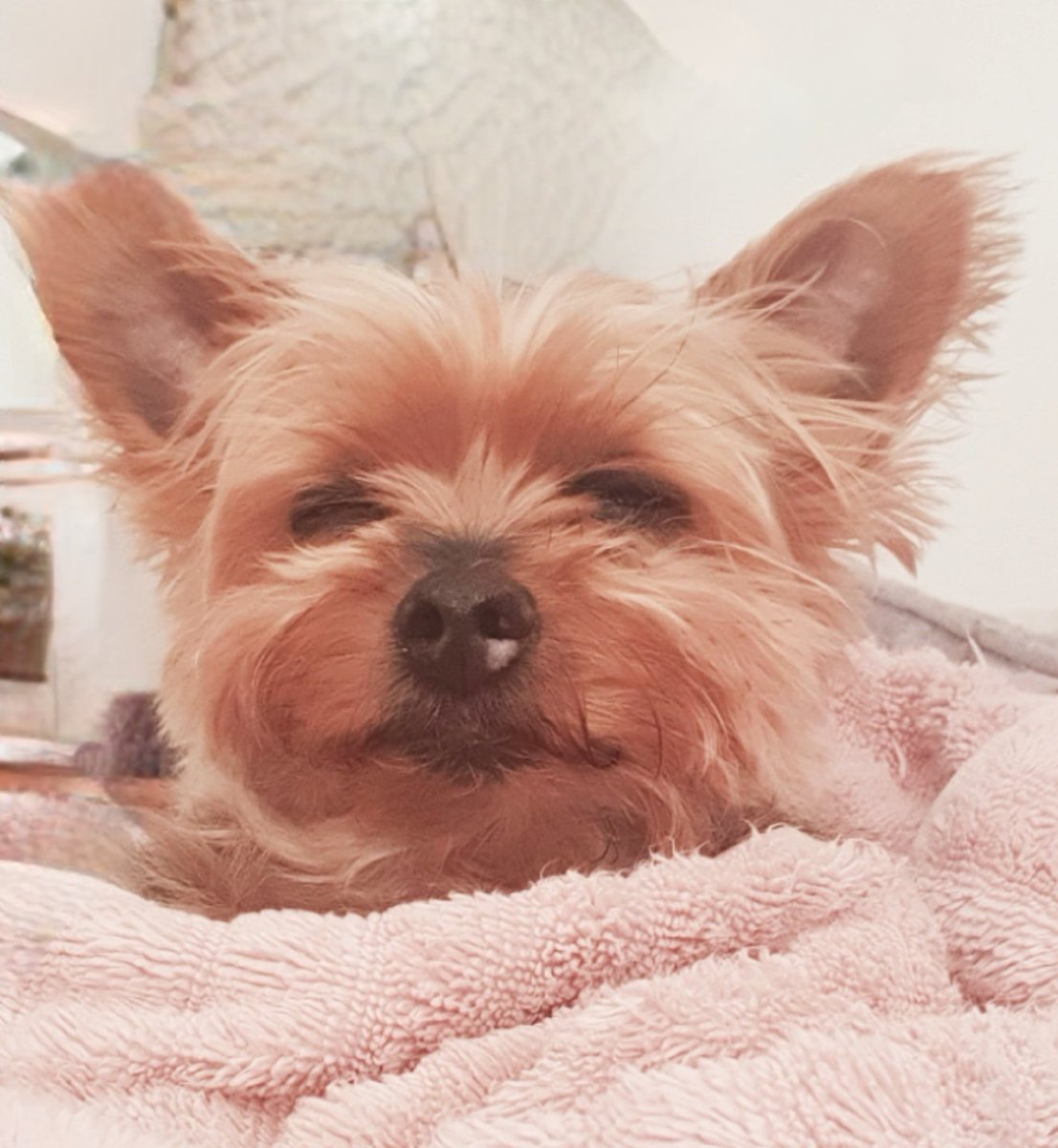 JaneMiloFinley tweet media