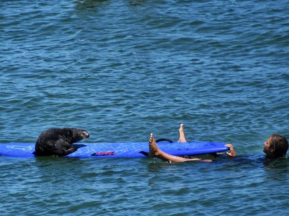 In Otter News.... tweet media