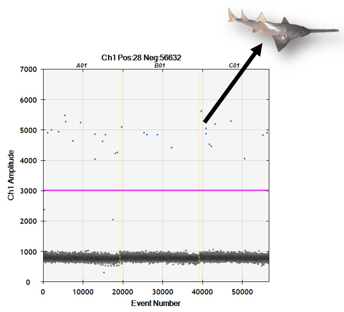 Looking for a needle in a haystack requires the most advanced technology available, so we designed a novel #ddPCR #eDNA assay for Largetooth #Sawfish. What makes this different to qPCR or metabarcoding approaches? ddPCR can detect just 1 copy of target DNA in a water sample!