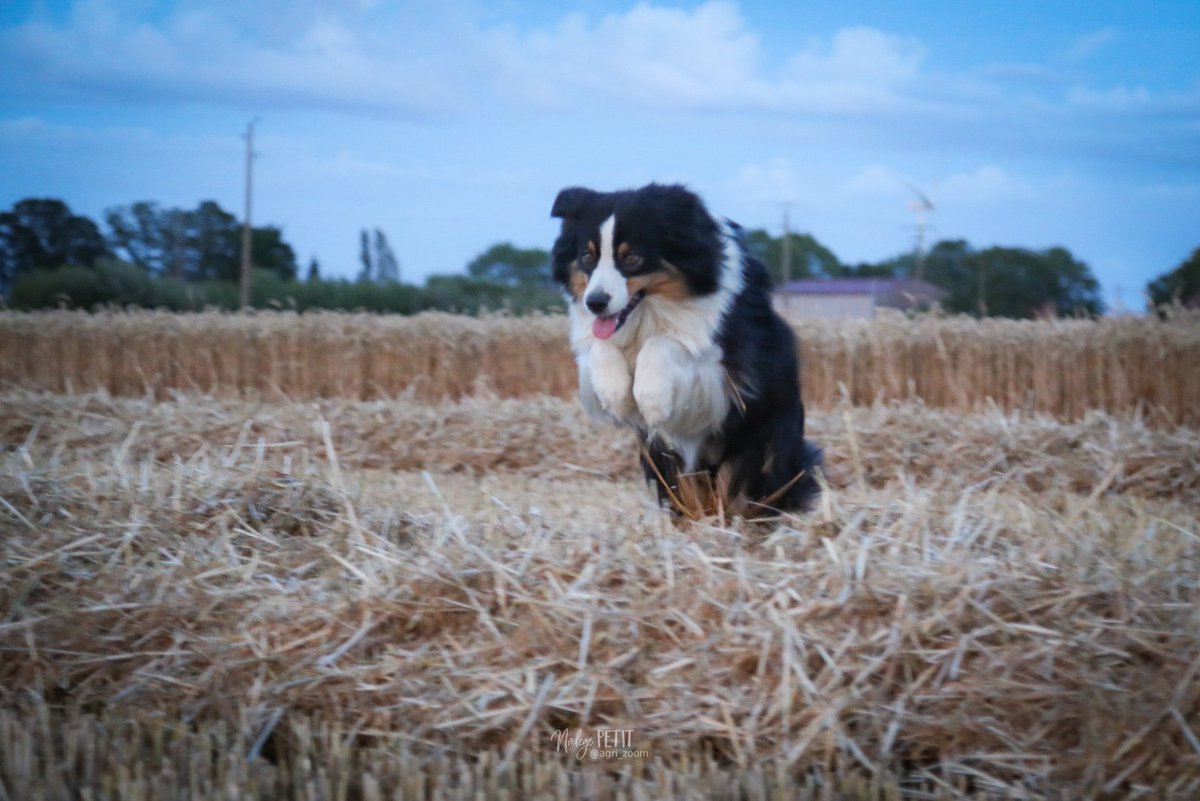 agri_zoom's tweet image. Pastel vole au dessus de la paille 😁 ! Comme quoi la moisson donne des ailes. #FrAgriMoisson2023