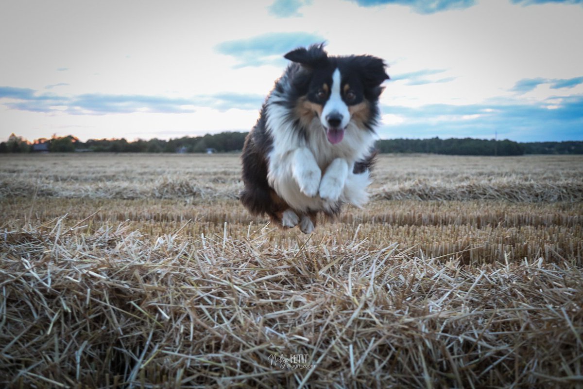 agri_zoom's tweet image. Pastel vole au dessus de la paille 😁 ! Comme quoi la moisson donne des ailes. #FrAgriMoisson2023