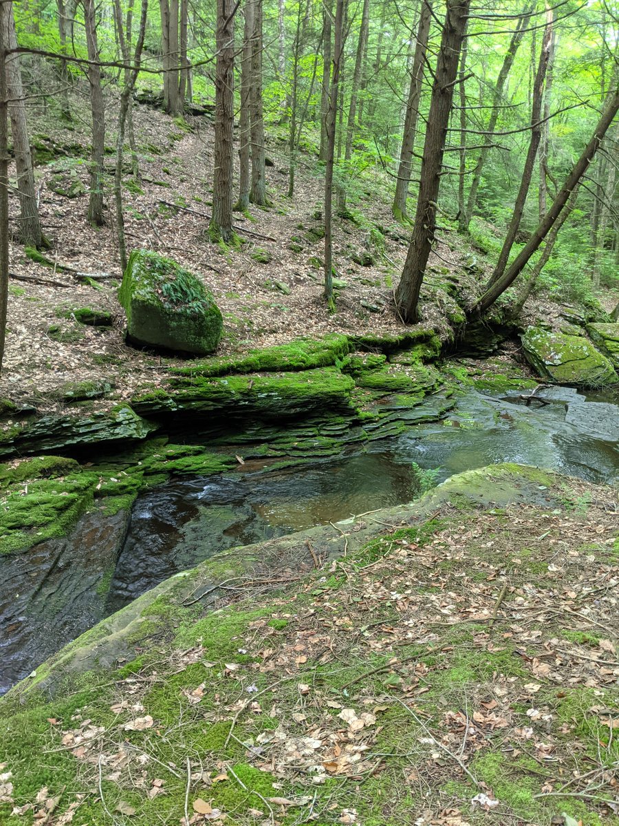 RovingTrailCrew's tweet photo. We are in #TiogaStateForest building a backcountry bridge at this site along the @MidStateTrailPA. The bridge is being constructed with native timber sourced from the surrounding forest. #PAOutdoorCorps https://t.co/wiTuBHFxQO