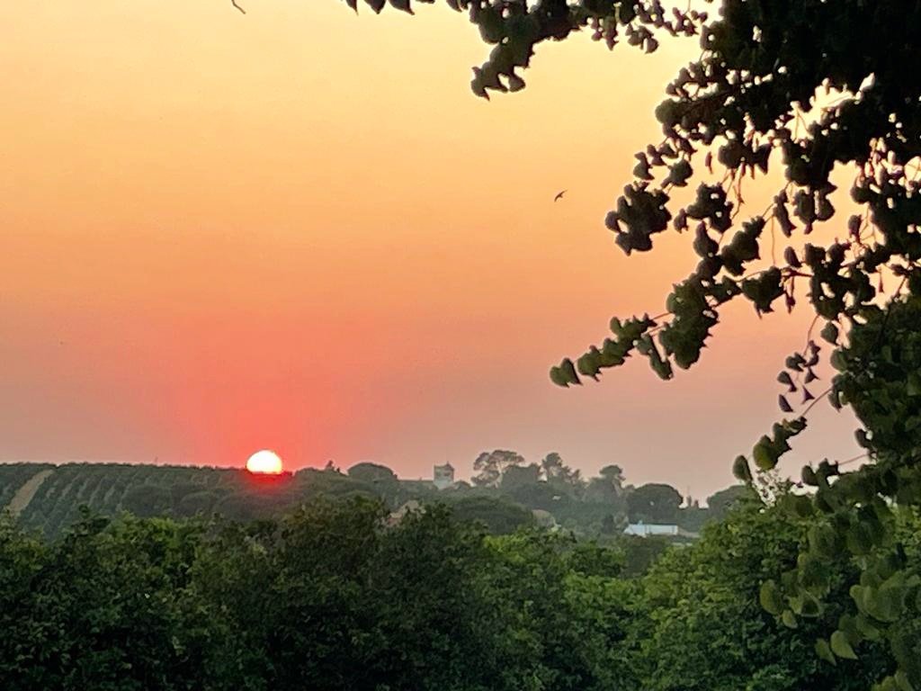 🍊Summer sunsets at Ave Maria Farm are truly magical... 💚