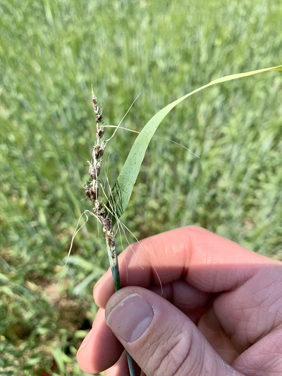 406 Agronomy tweet media