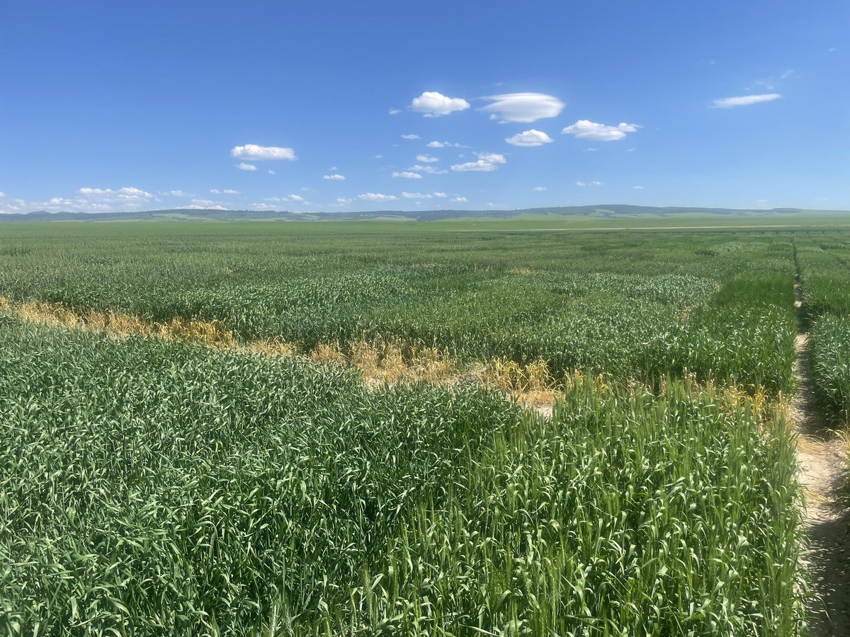 TrentonStanger's tweet photo. Busy week of walking field trials in Twin Falls, Cassia, Power, Bingham and Madison Co. @IdahoGrainz_Guy @IdahoWheat @IDgraintrader @julietmmarshall #growgreatwheat #fieldoffice @Lubbers_Ag https://t.co/WbTHQ6aWoB