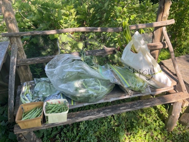 EdibleEvanston's tweet photo. FF harvest &amp; cooler donations to C&amp;W today! Rhubarb, green beans, lettuce, kale, garlic, and green onions https://t.co/Z3Ql4BJiZe