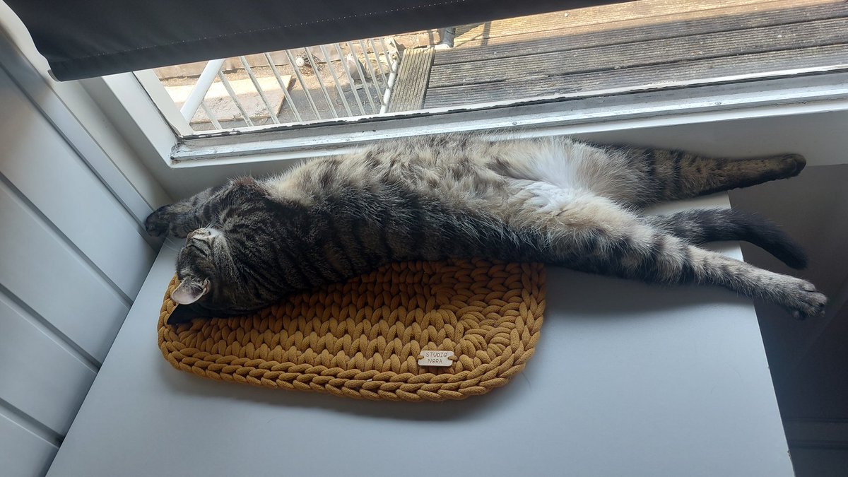WowSerah's tweet photo. @ShouldHaveCat Idk why he sleeps like this https://t.co/1wV3h2edn1