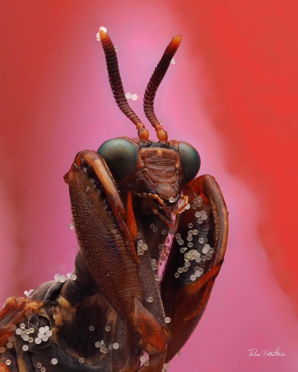 ThilinaHA's tweet image. Sharing with you one of my favorite discoveries so far in this summer: the charismatic Brown Wasp #Mantidfly (𝘊𝘭𝘪𝘮𝘢𝘤𝘪𝘦𝘭𝘭𝘢 𝘣𝘳𝘶𝘯𝘯𝘦𝘢). It mimics the appearance of paper wasps (𝘗𝘰𝘭𝘪𝘴𝘵𝘦𝘴 sp.). Guess what those white balls on the body are?