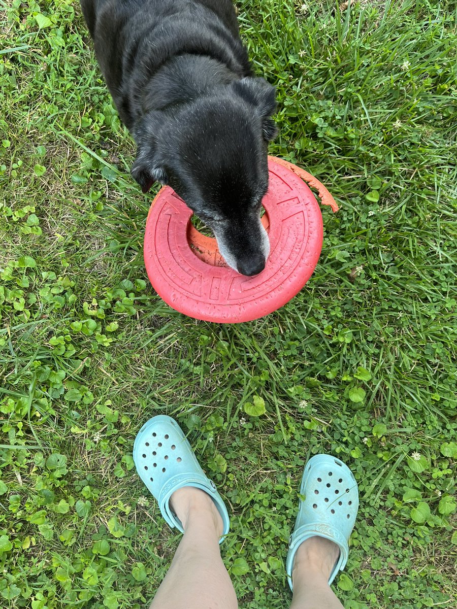 TsarinaThe's tweet photo. @Phil_Sledge This is Frodo. He has two Frisbees. He won’t let his brother catch ANY of them. https://t.co/LDtUg7GY2u