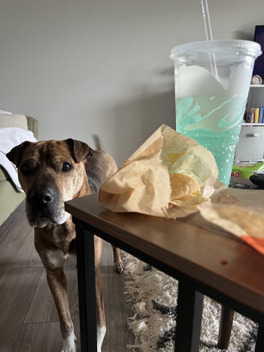 peachofjoy's tweet photo. @tacobell didn’t include the nacho cheese for my chips in my bag and my dog, who gets to lick the nacho cheese container every time I get Taco Bell, is completely bereft. Look at that face. I’m filing animal cruelty charges. Where is her cheese!!! https://t.co/hI4QGjCS1O