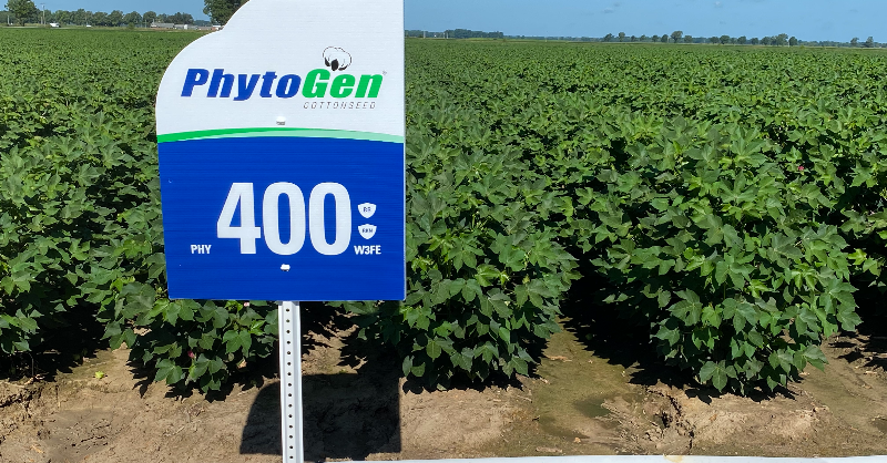PhytoGenCotton's tweet photo. An ounce of prevention is worth a pound of cure. That’s why every PhytoGen® W3FE variety comes with built-in resistance to bacterial blight.  

Read how you can protect your cotton all the way through harvest! #GrowWithPhytoGen