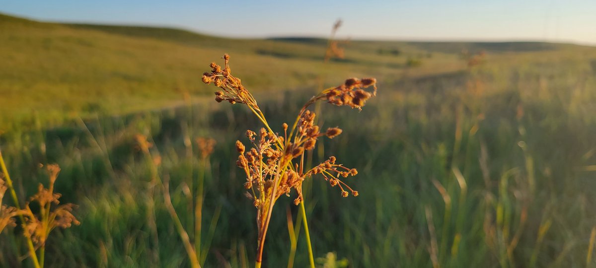 Brian Mann tweet media