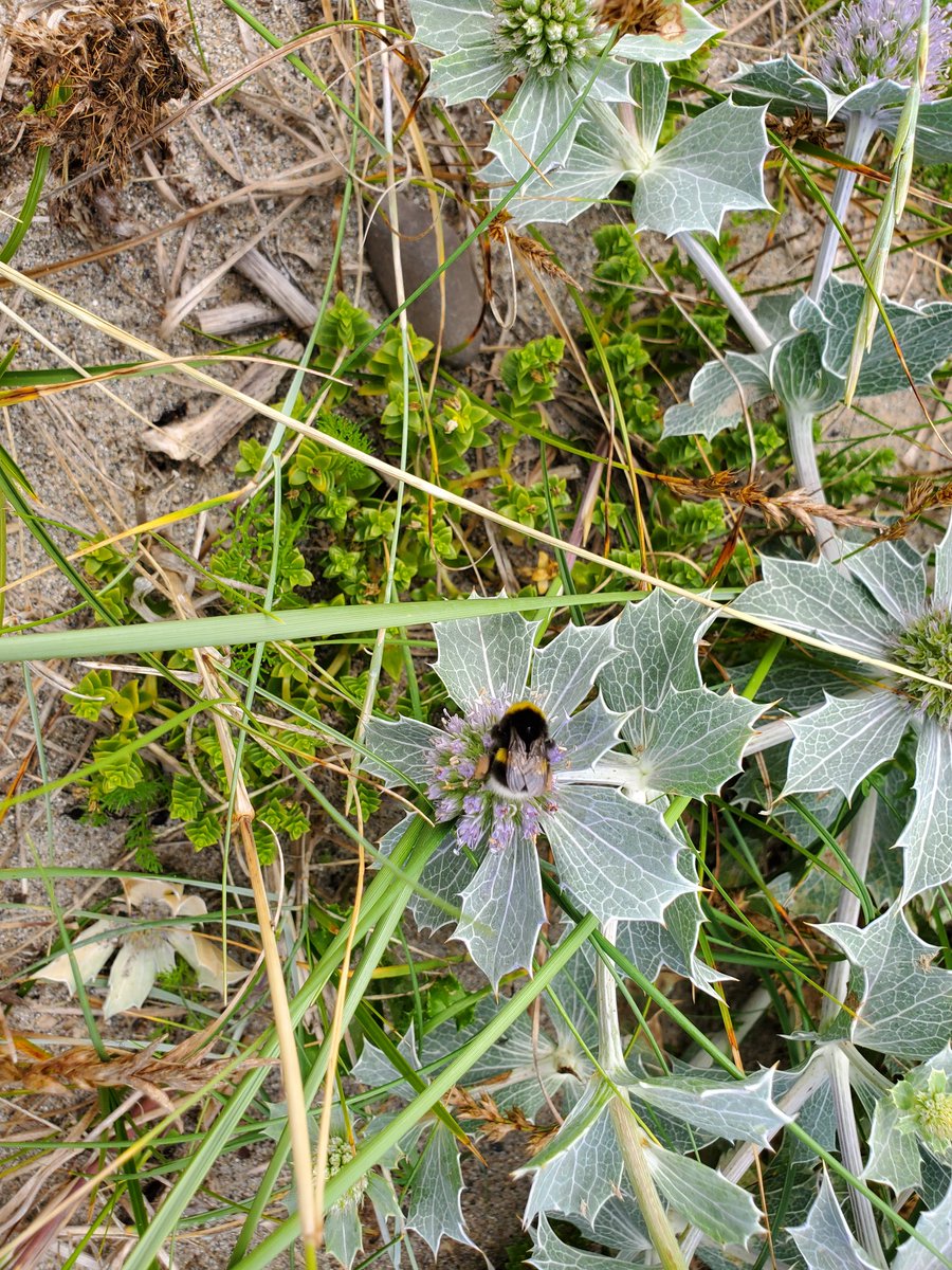 LIFEonMachair's tweet photo. Spectacular structure to this sea holly. Lots of this prickly pioneer plant visible today from the #machair, and bumblebees with their pollen sacks stuffed full. #pollinators #BreedingWaders #FarmingForNature https://t.co/Y1m35znB3h