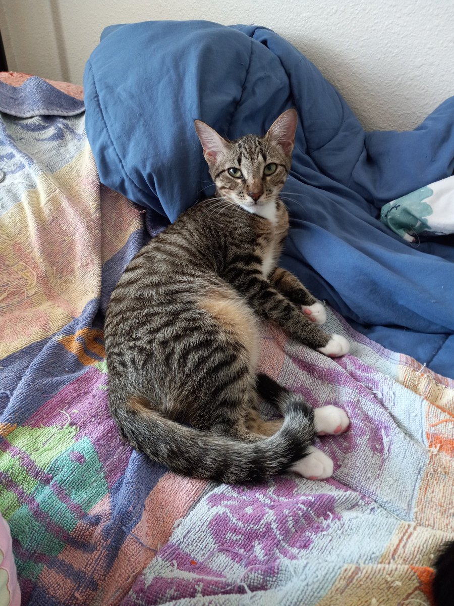 amor_vuelveTX's tweet photo. Hoomin chillen pampered by #Siegfried #FosterBabbeh lubz frenz https://t.co/vN3z9G1iYk