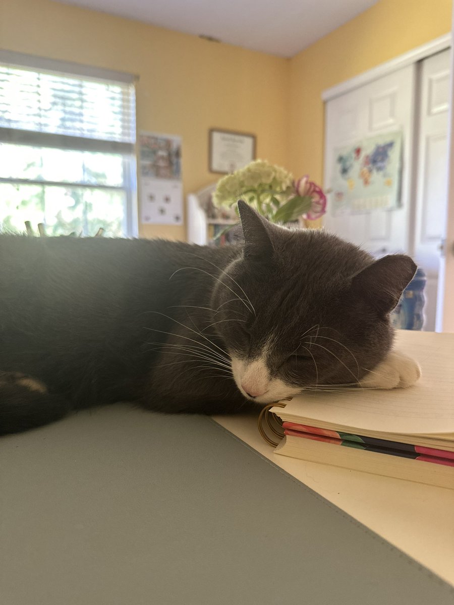 alex12204's tweet photo. @ShouldHaveCat https://t.co/i5FhviSWgz
