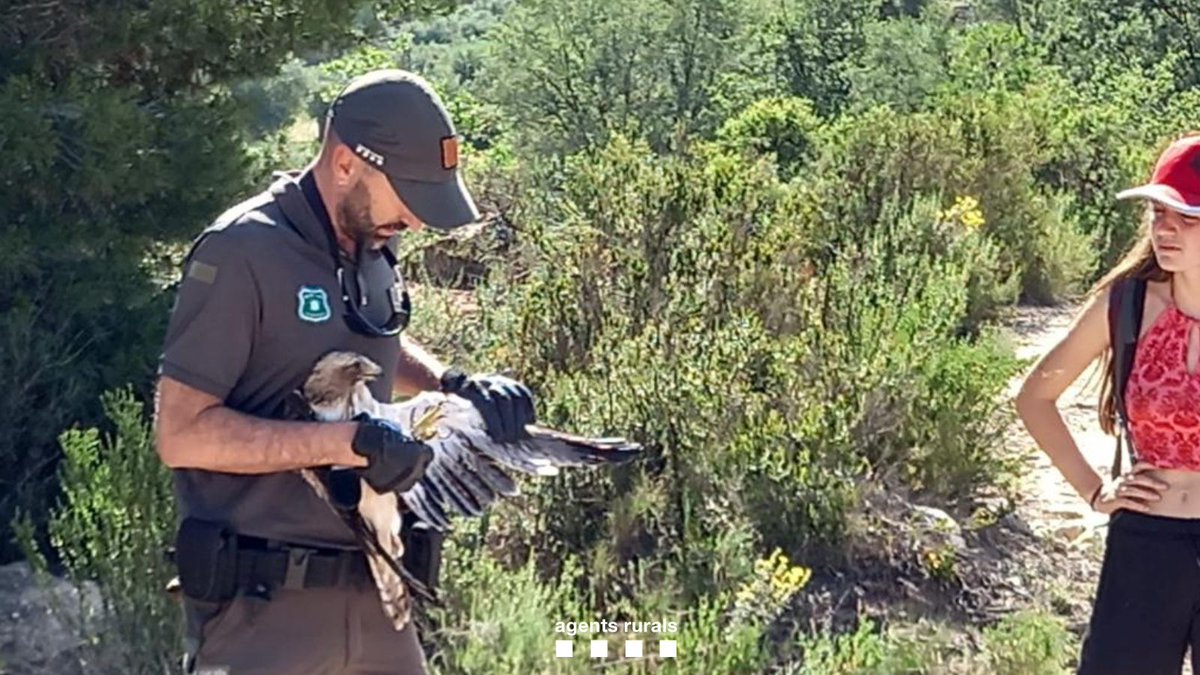 agentsruralscat's tweet photo. 👉 El programa #eduCAR, més enllà del període escolar!

📌Hem ofert una xerrada de sensibilització mediambiental a joves d'un camp de treball que han recuperat la Ruta de les Fonts, Vinaixa (LesGarrigues).

🦅  Alliberem una àguila calçada (Hieraaetus pennatus) com a cloenda! https://t.co/kYn2zaVz7M