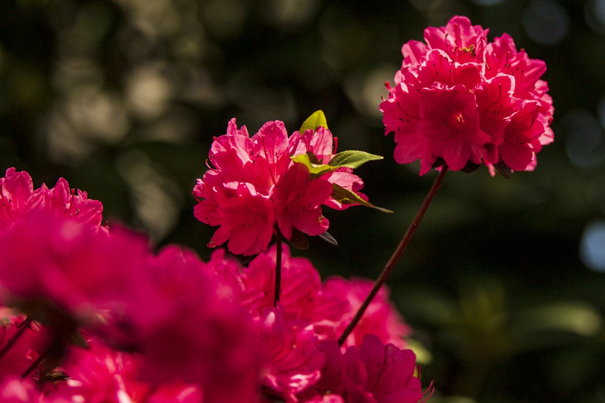 Looking to explore Boston and New England more this Summer 2? Check out our latest newsletter for our best tips, including tips on how to avoid rental scams!