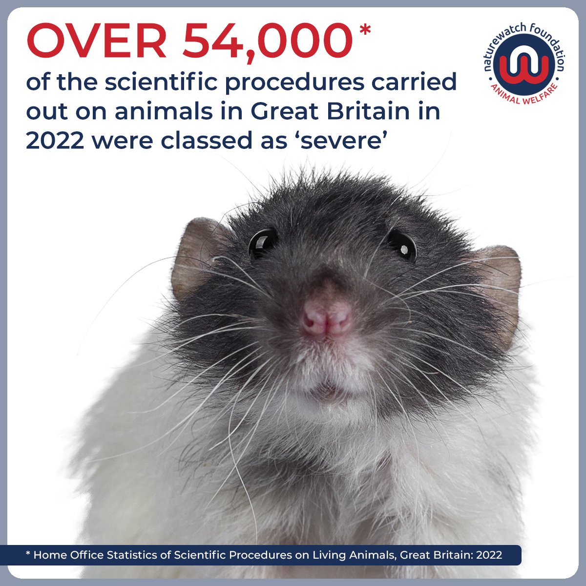 Naturewatch_org's tweet photo. π The Home Office has published a report showing that, across all species, 3.6% of experimental procedures involved SEVERE suffering in 2022.
That equates to 54,696 experiments.
Read about the 5 severity assessments:
https://t.co/4WB2Ap6F9x
β±οΈ #CallTimeOnAnimalExperiments https://t.co/6gq0jO9bTy