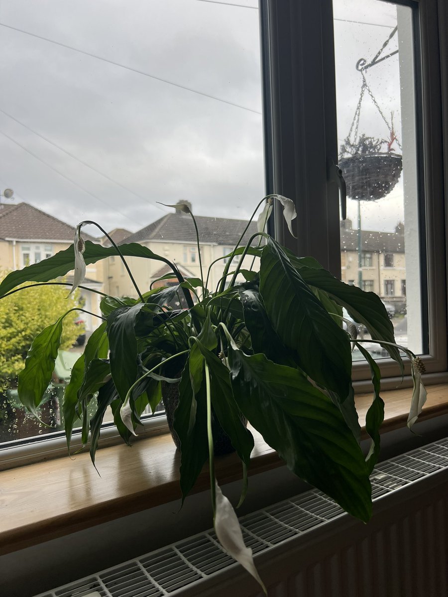 FleainDC's tweet image. Hello twitter, can anyone help me 1) identify this plant 2) instruct me on the best way to water it? Please and thank you! 🌱 #plantsoftwitter
