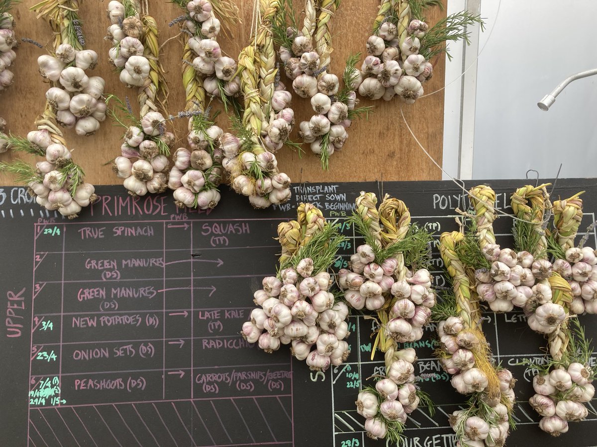 Big thanks to our wonderful volunteers who not only dug up thousands of bulbs on Monday, but returned later in the week the make these incredible garlic plaits, festooned with herbs. Available in the <a href="/fortyhallfarm/">Forty Hall Farm</a> shop very soon!