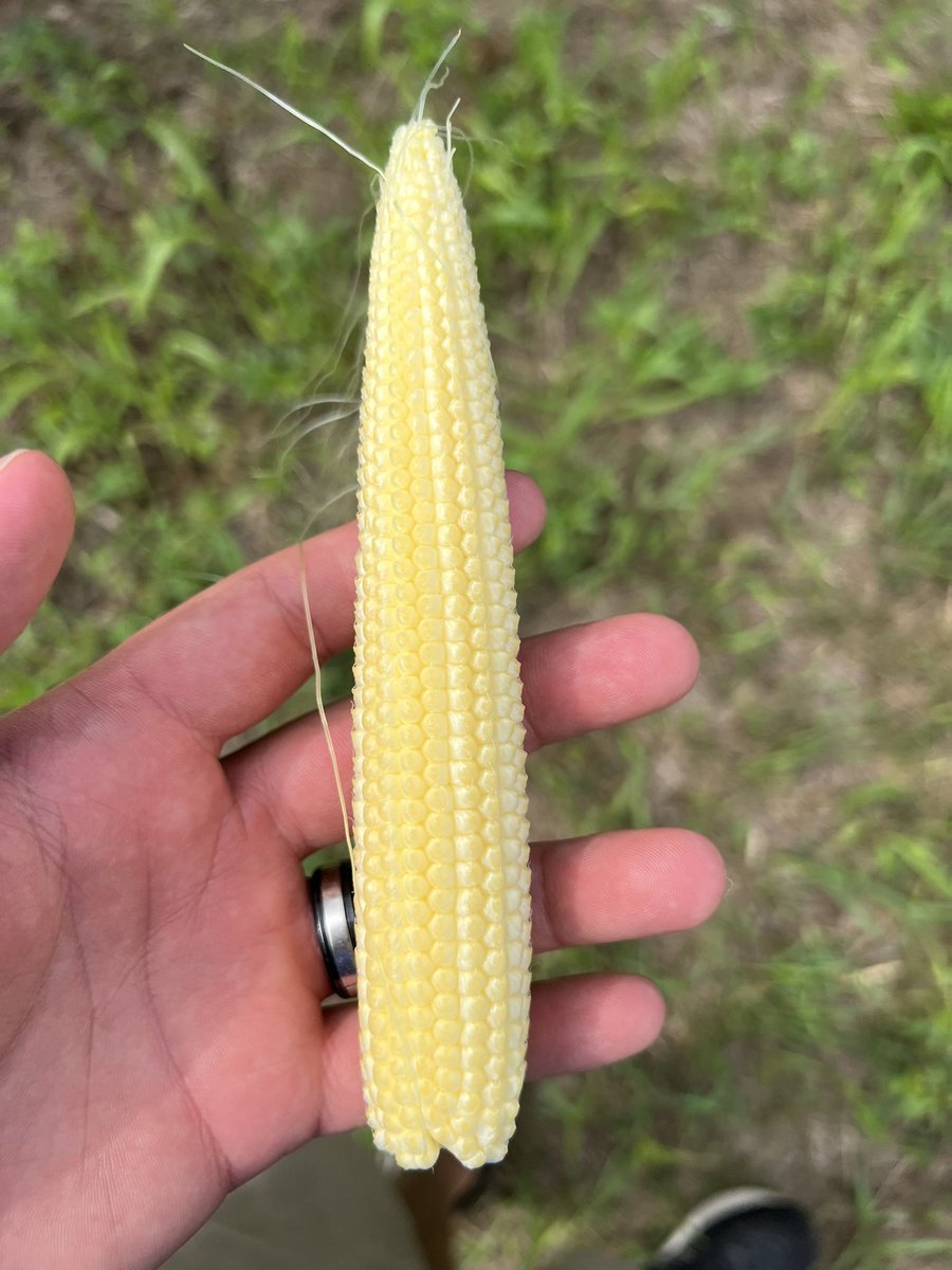ChannelGuy4Cy's tweet image. @ChannelSeed’s 211-11VT2P 18 round X 38ish long. This hybrid’s plant health and test weight are top notch. A pleasant surprise scouting corn in Jasper county! @Iowa_Channel
