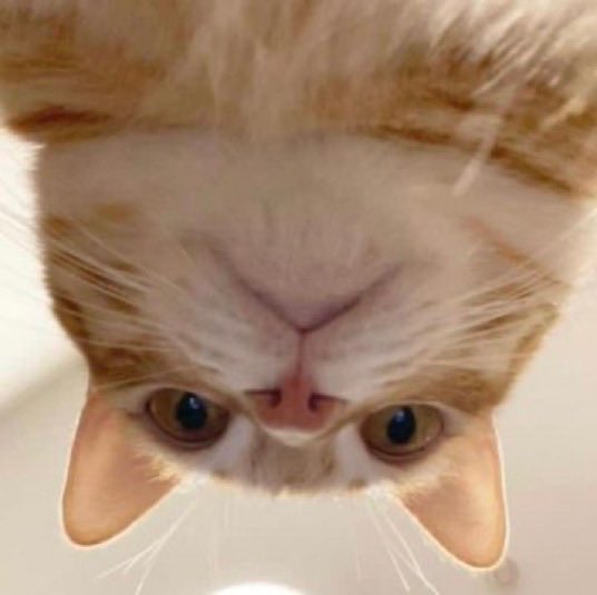 petsyouluv's tweet photo. Hey
#Cat #cats #pets https://t.co/oKRiZr9gPe
