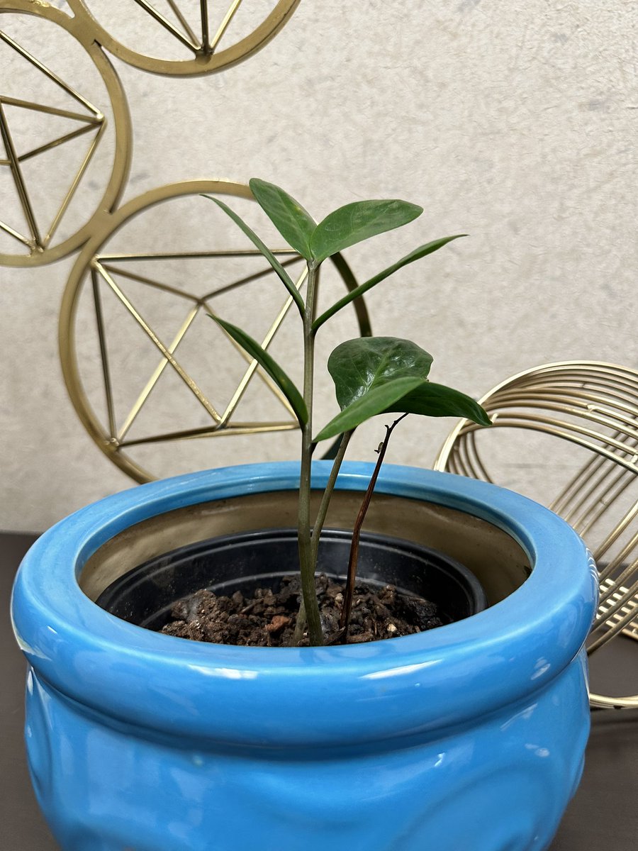 nicmonton's tweet photo. My wee little baby zz 🌱 https://t.co/NbPiVChVcK