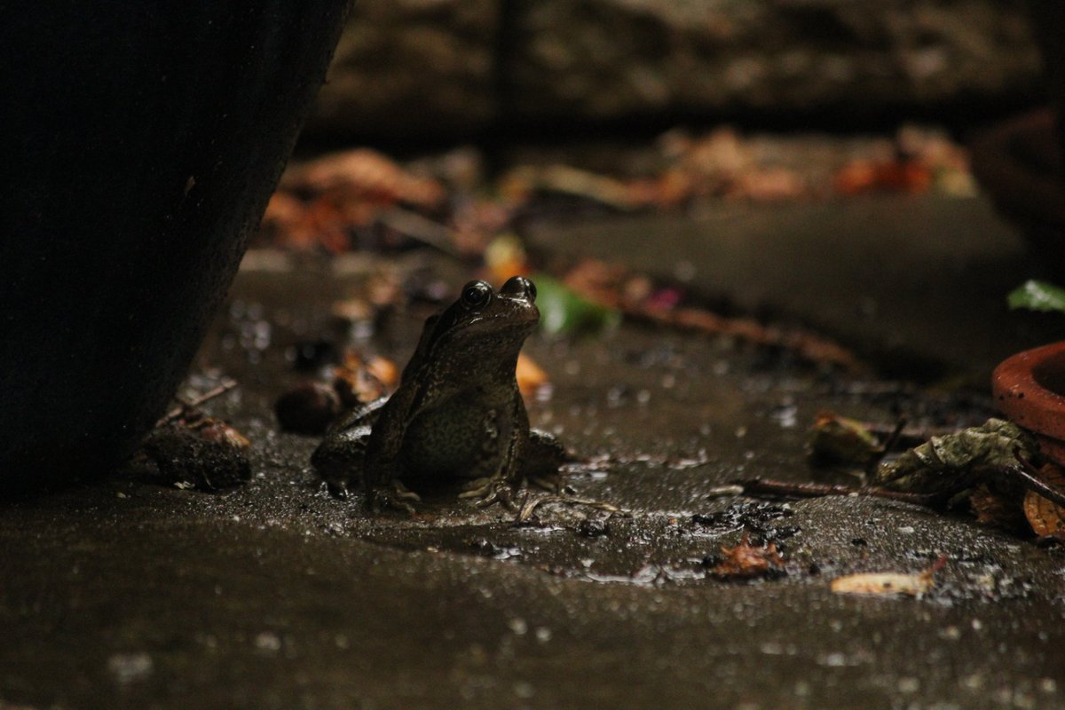 Even the garden frogs are enjoying the rain!